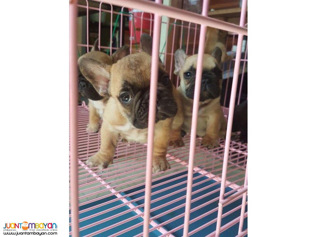 French Bulldog puppies manila 09457024296
