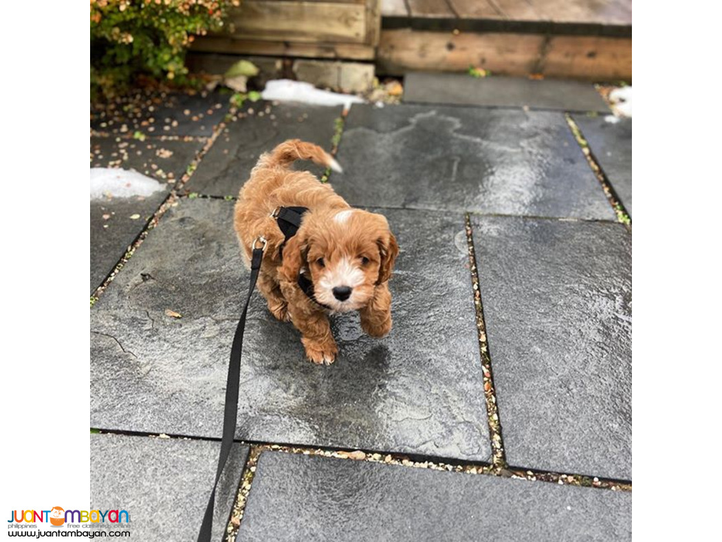 Cavapoo puppy 