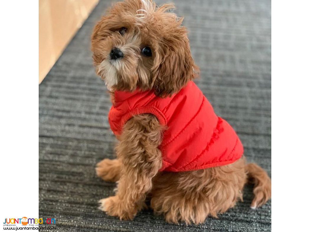 Cavapoo puppy 