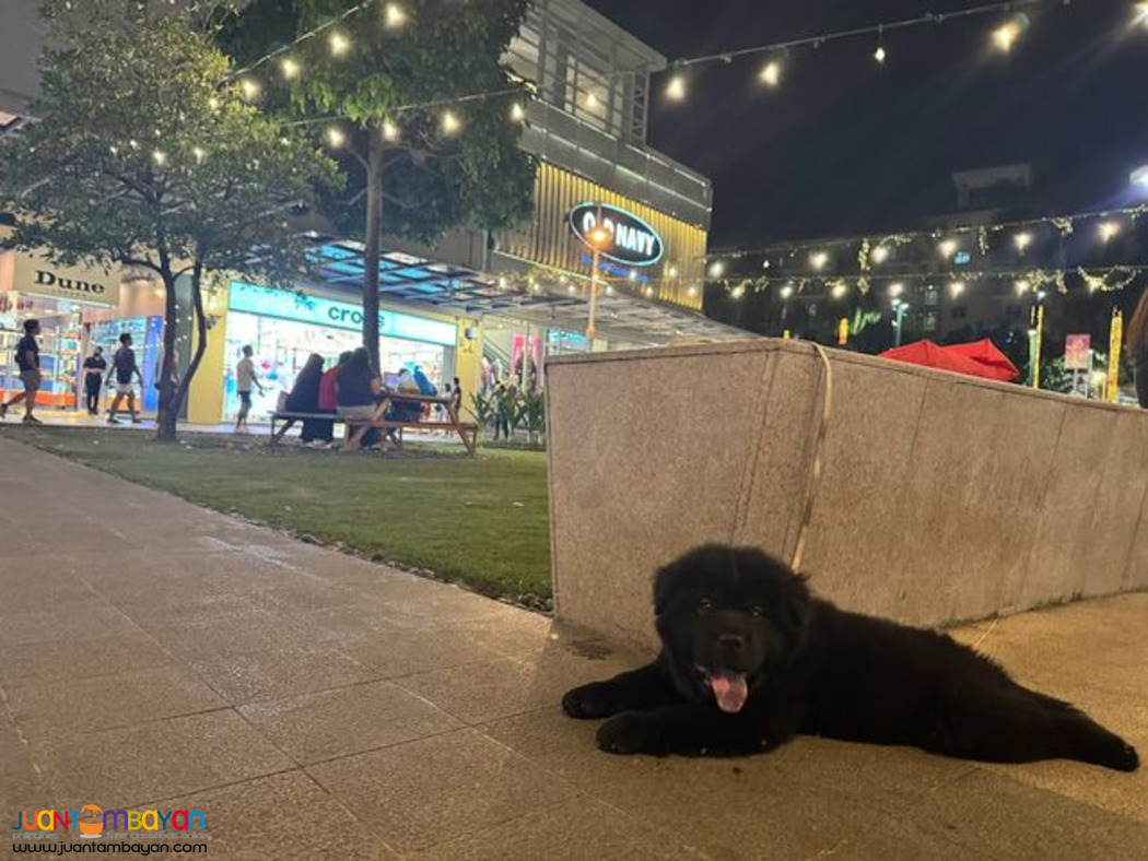 chow chow 4 month black