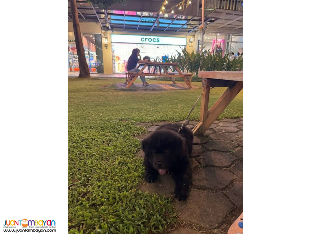 chow chow 4 month black