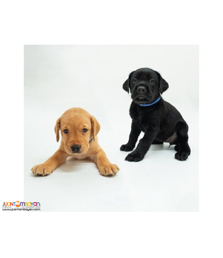 Labrador Retriever puppy