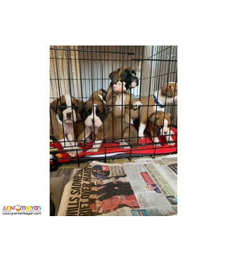 Male and female Boxer puppies are available now