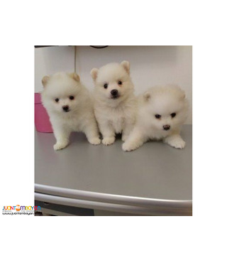 Pomeranian puppies for sale.