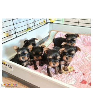 Yorkie puppies for sale kindly contact me 