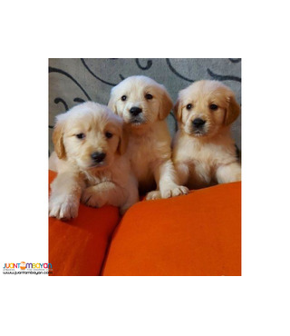 Golden retriever for sale