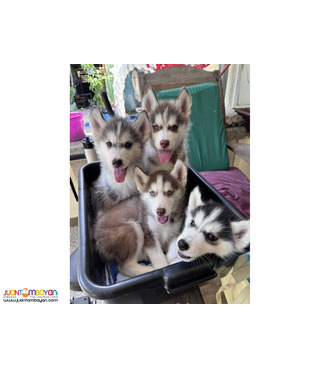 Beautiful husky pups(two left)