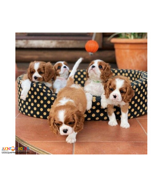 Cavalier King Charles Spaniel puppies