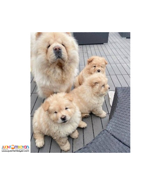 chow chow puppies 2 Girl 3 Boy available