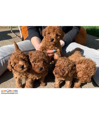 Both Toy and Teacup Poodle puppies available for sale - 