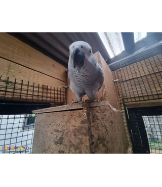 HEALTHY AFRICAN GREYS