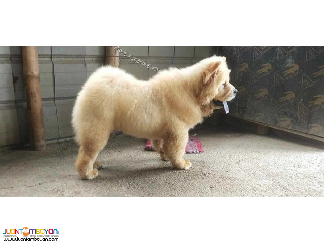 Quality Pure Breed Chow 