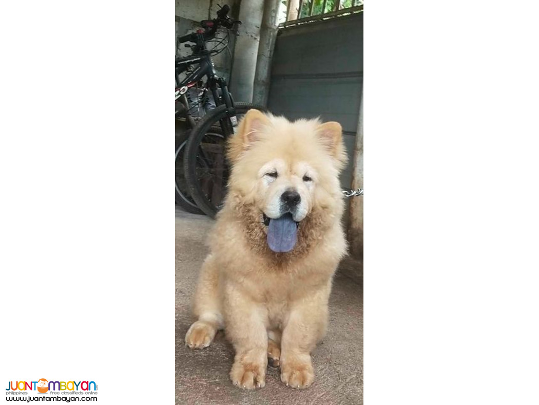 Quality Pure Breed Chow 