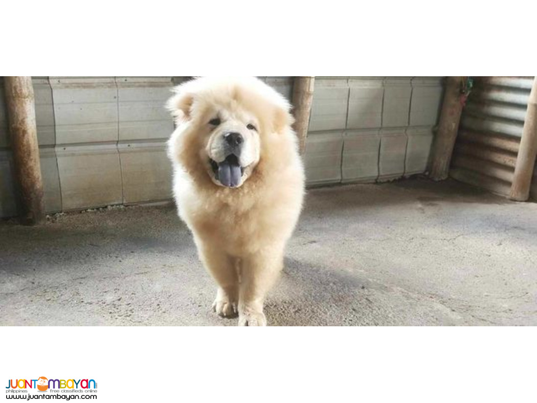 Quality Pure Breed Chow 