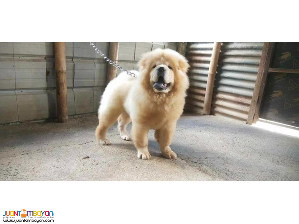Quality Pure Breed Chow 