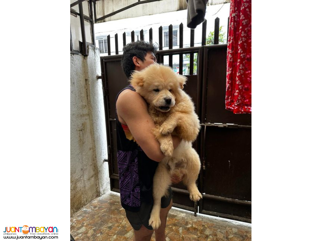 Quality Pure Breed Chow 