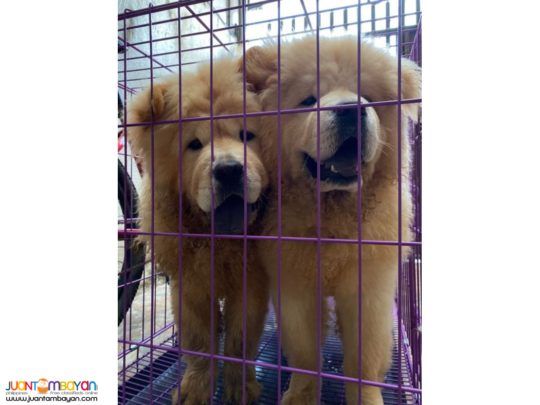 Quality Pure Breed Chow 