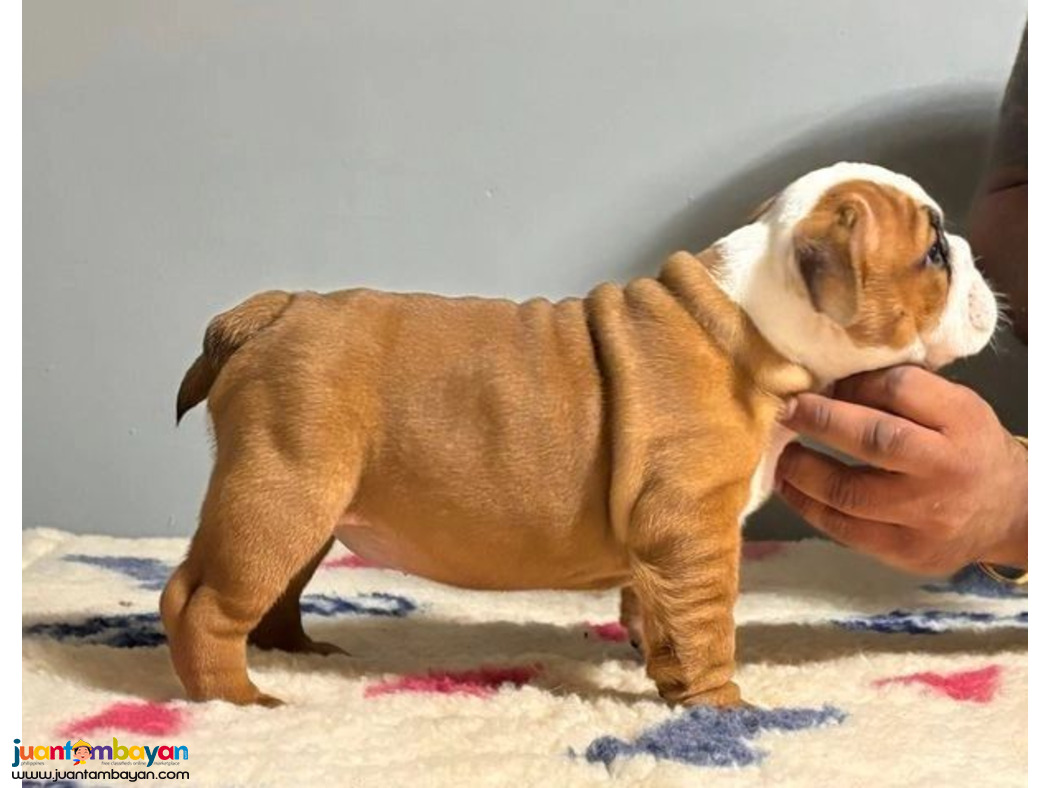 English bulldog puppies