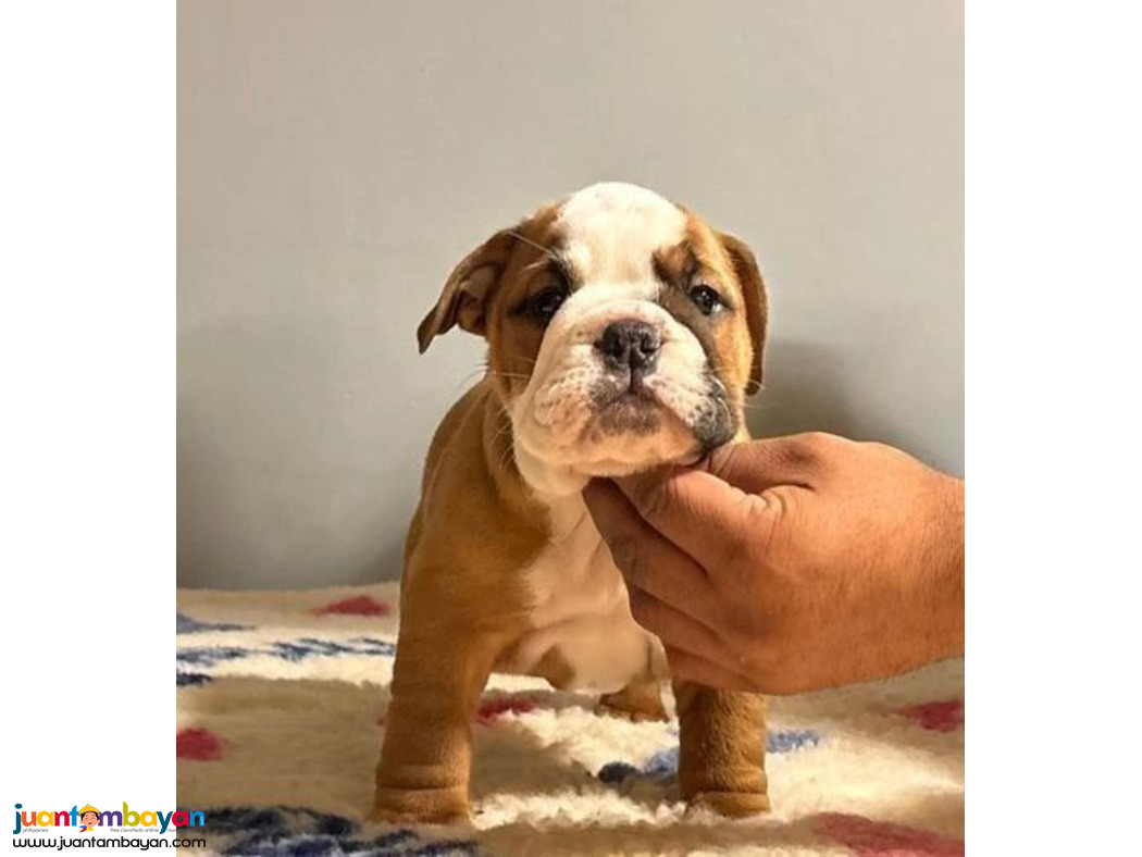 English bulldog puppies