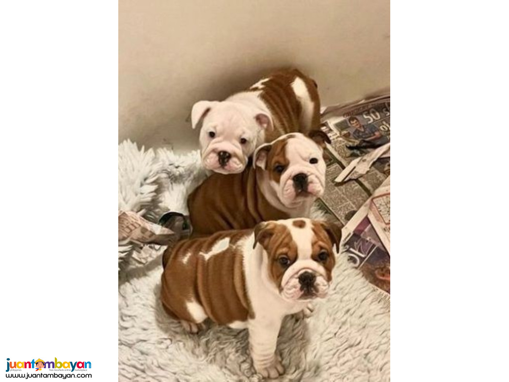 English bulldog puppies