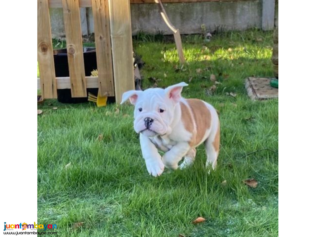 English bulldog puppies