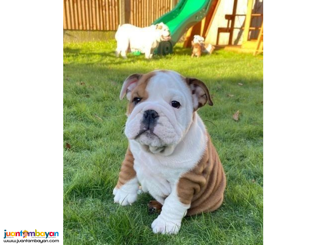 English bulldog puppies