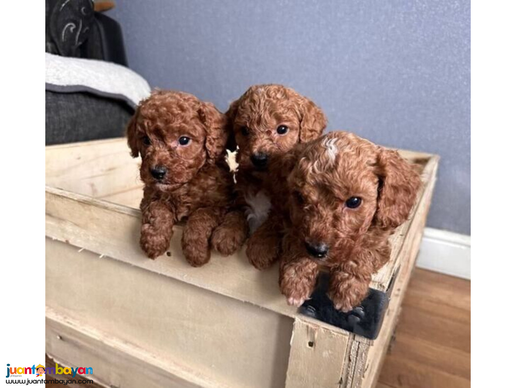 Healthy Cockapoo Puppies Looking for new Loving Homes