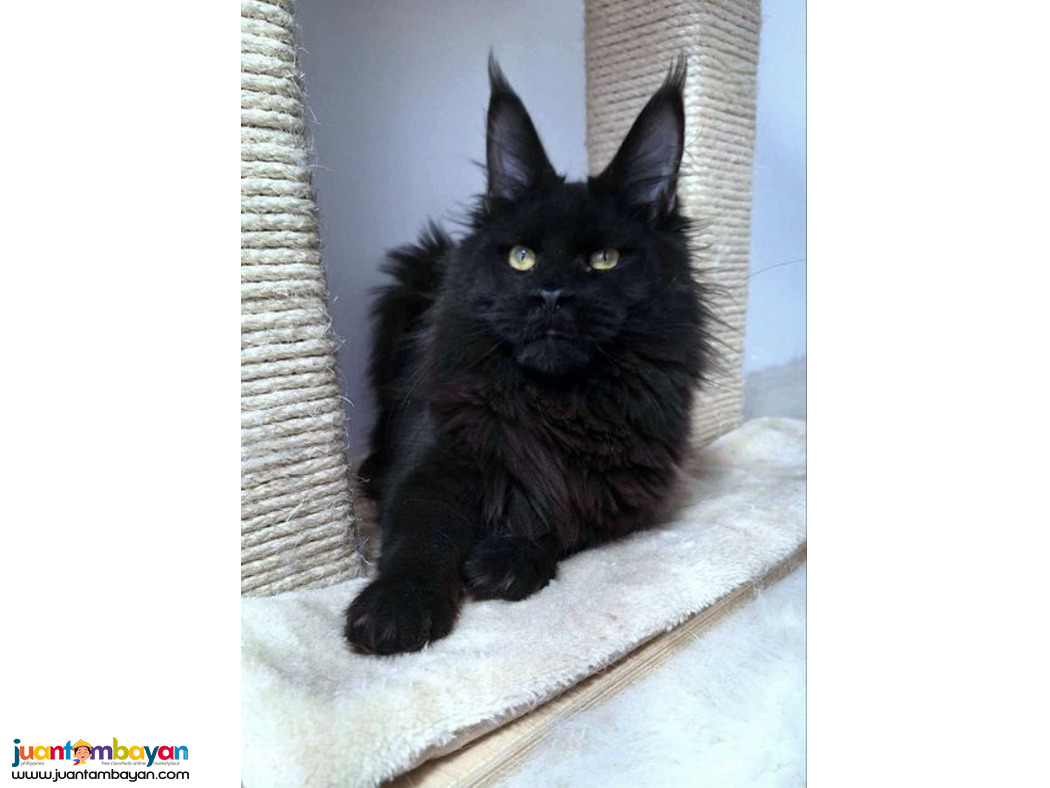 Maine coon kitten 