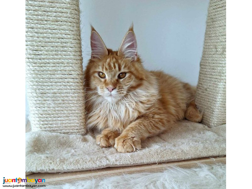 Maine coon kitten 