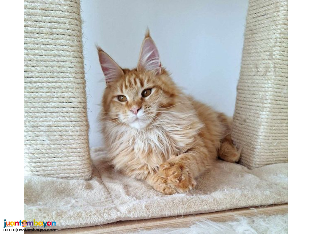 Maine coon kitten 