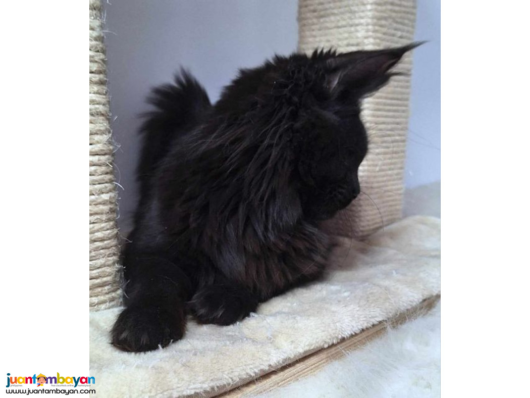 Maine coon kitten 