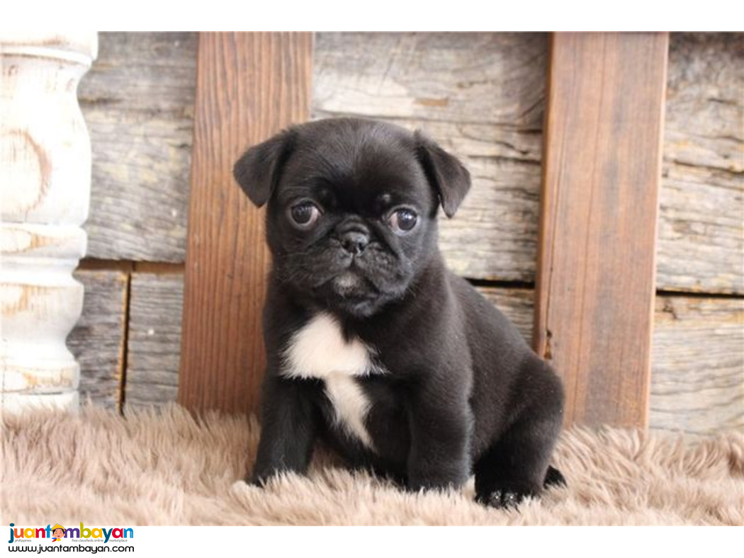 Cute Pug Puppies For Sale