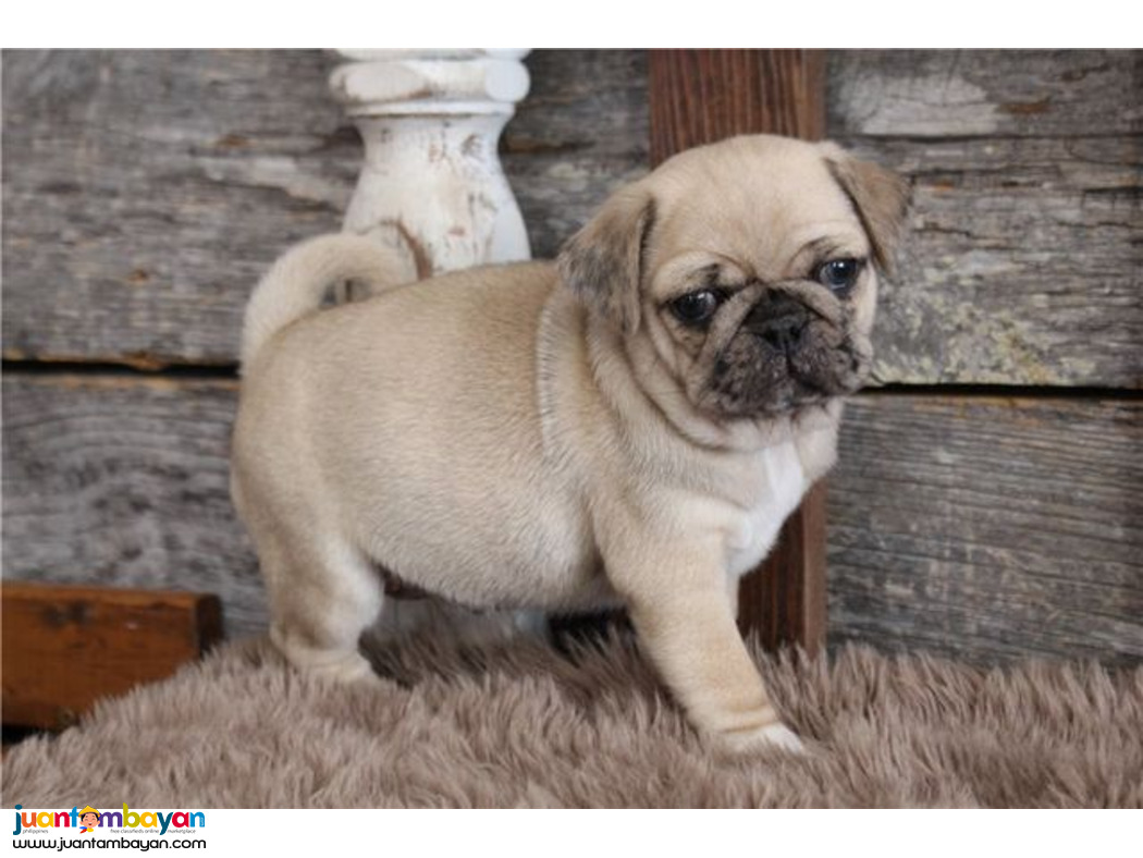 Cute Pug Puppies For Sale