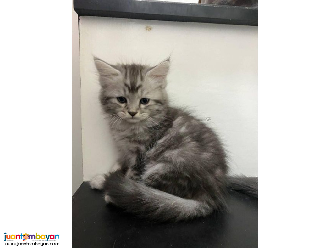 Persian grey cat