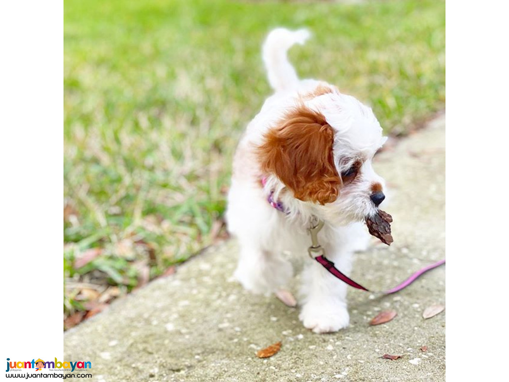 Beautiful Cavapoo puppies males and females available 