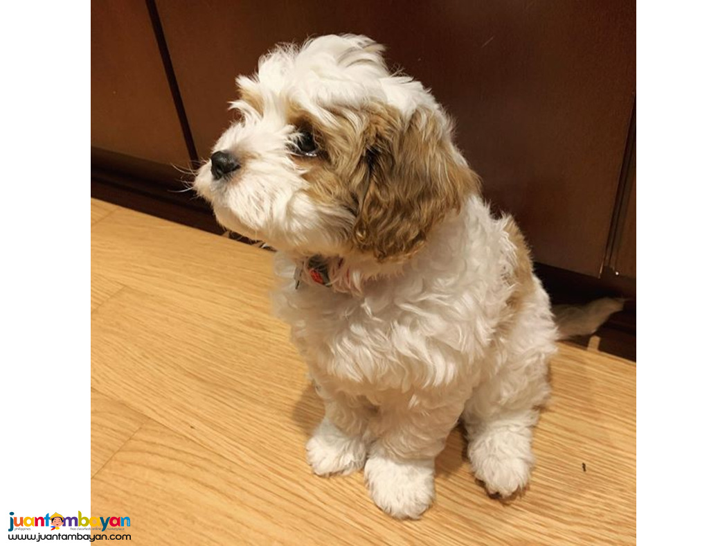 Beautiful Cavapoo puppies males and females available 