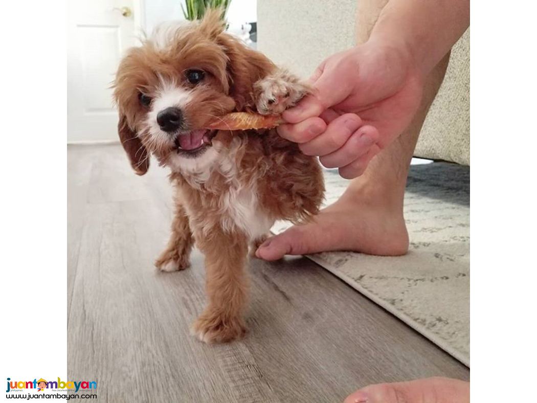 Beautiful Cavapoo puppies males and females available 