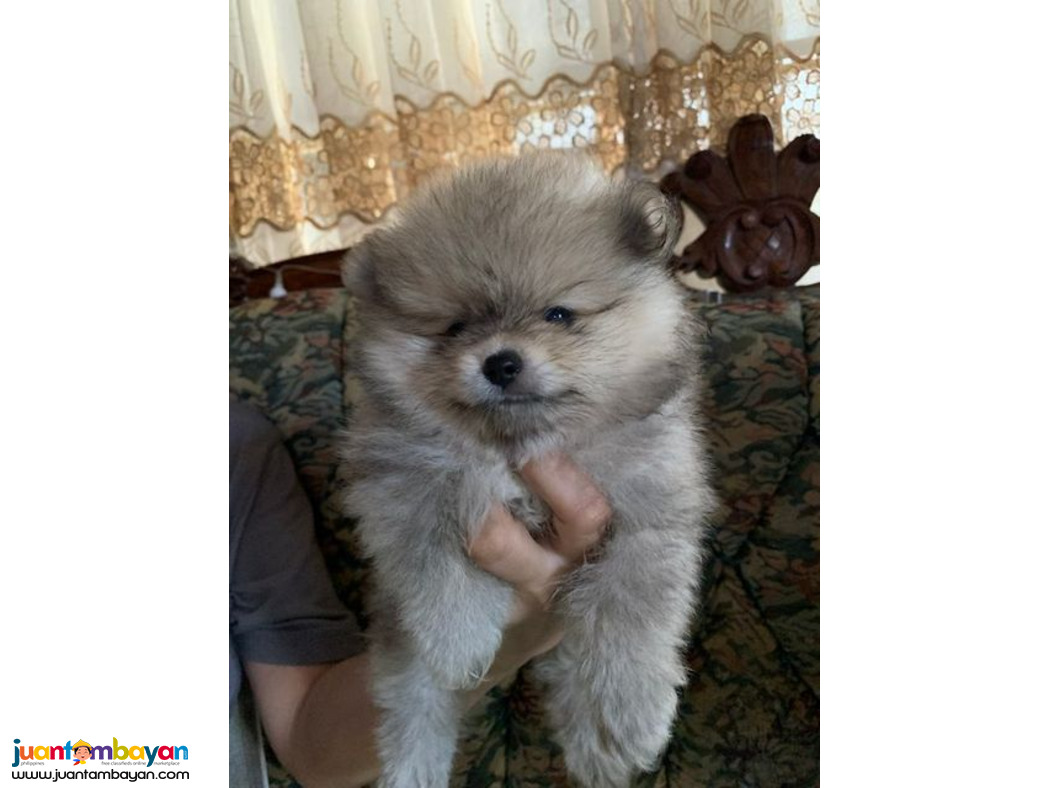 Pomeranian Puppy