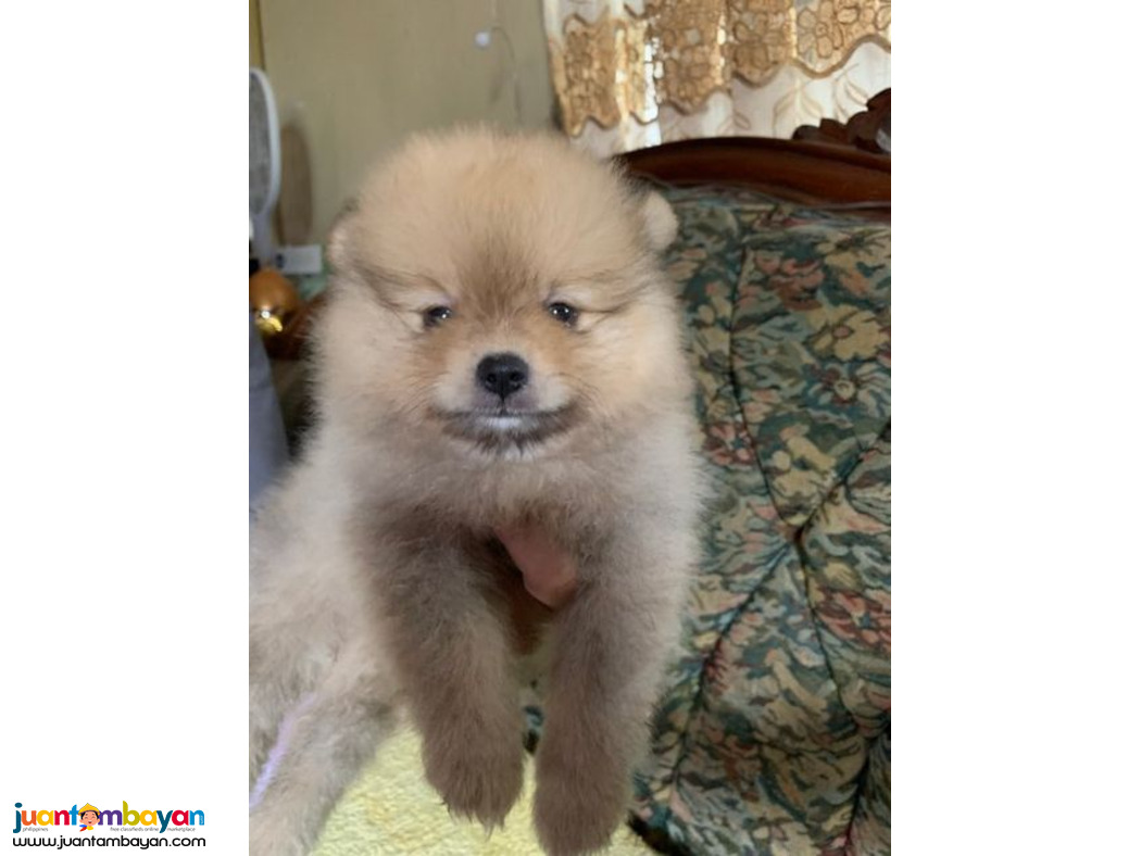 Pomeranian Puppy