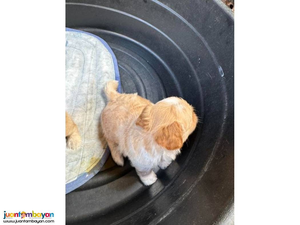 Rehoming - Maltese Pomapoo Mix