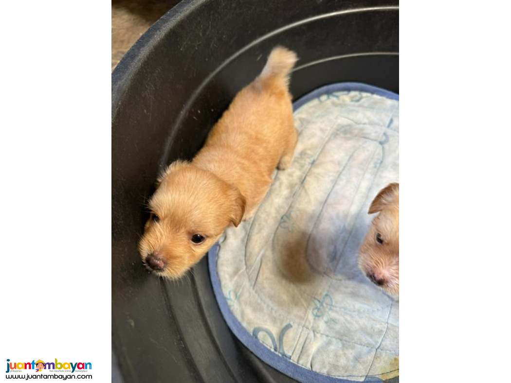 Rehoming - Maltese Pomapoo Mix