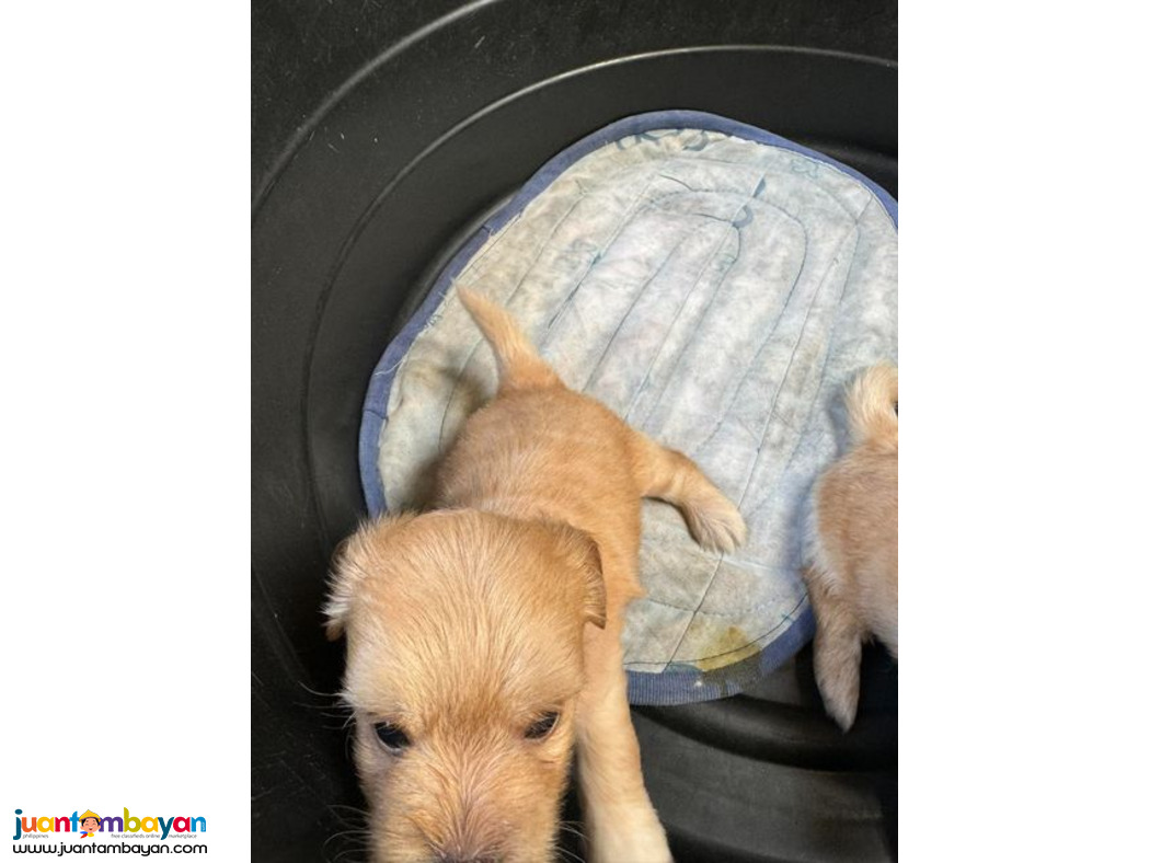 Rehoming - Maltese Pomapoo Mix