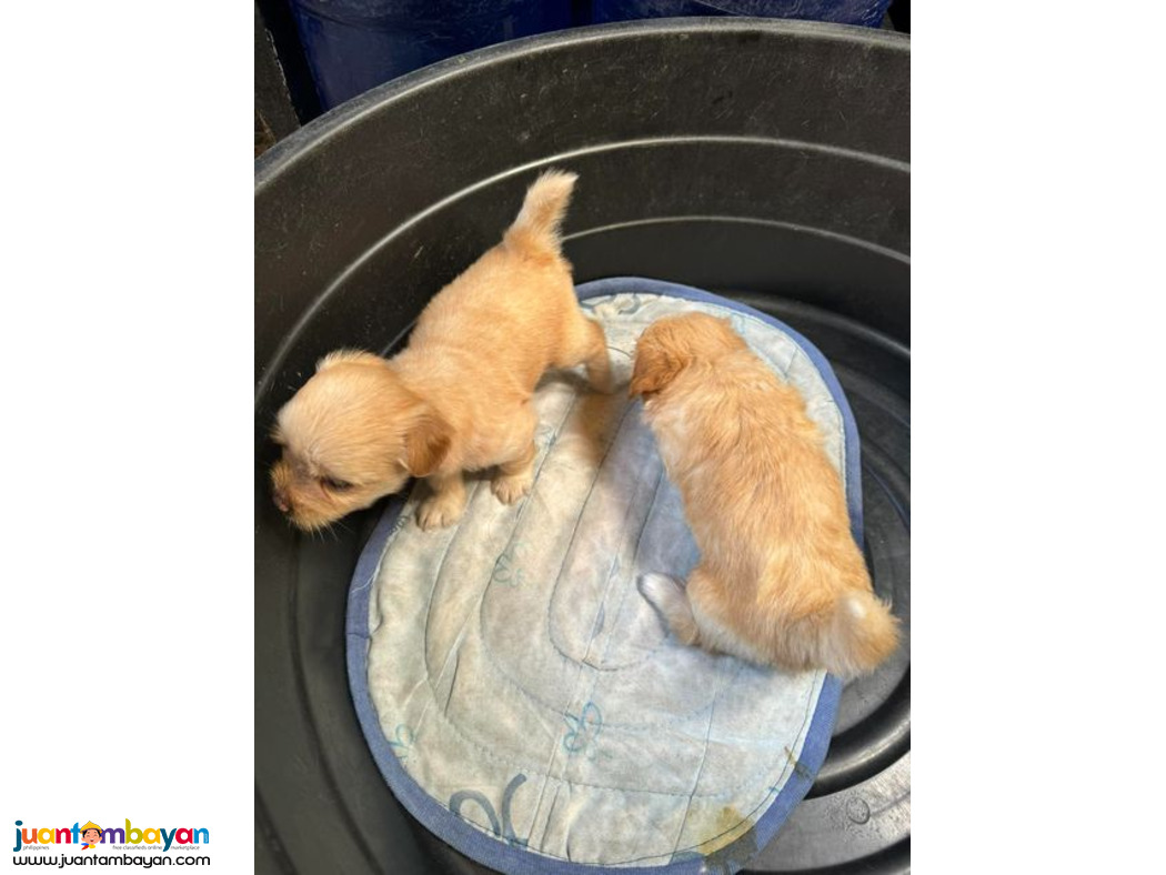 Rehoming - Maltese Pomapoo Mix