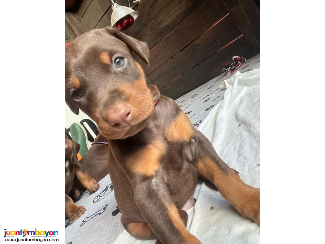 Doberman Pinscher Male Named June 