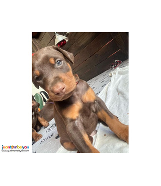 Doberman Pinscher Male Named June 