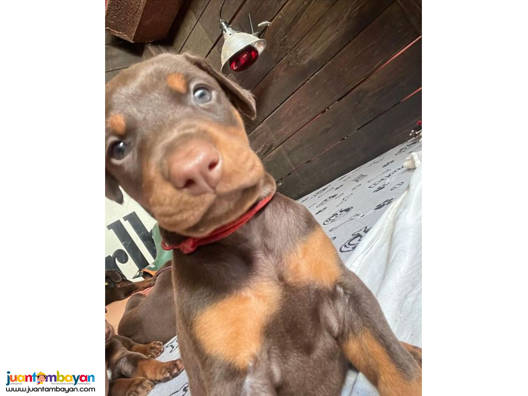 Doberman Pinscher Male Named June 