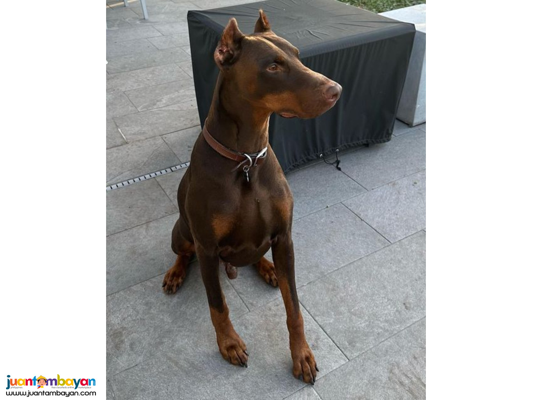 Doberman Pinscher Male Named June 