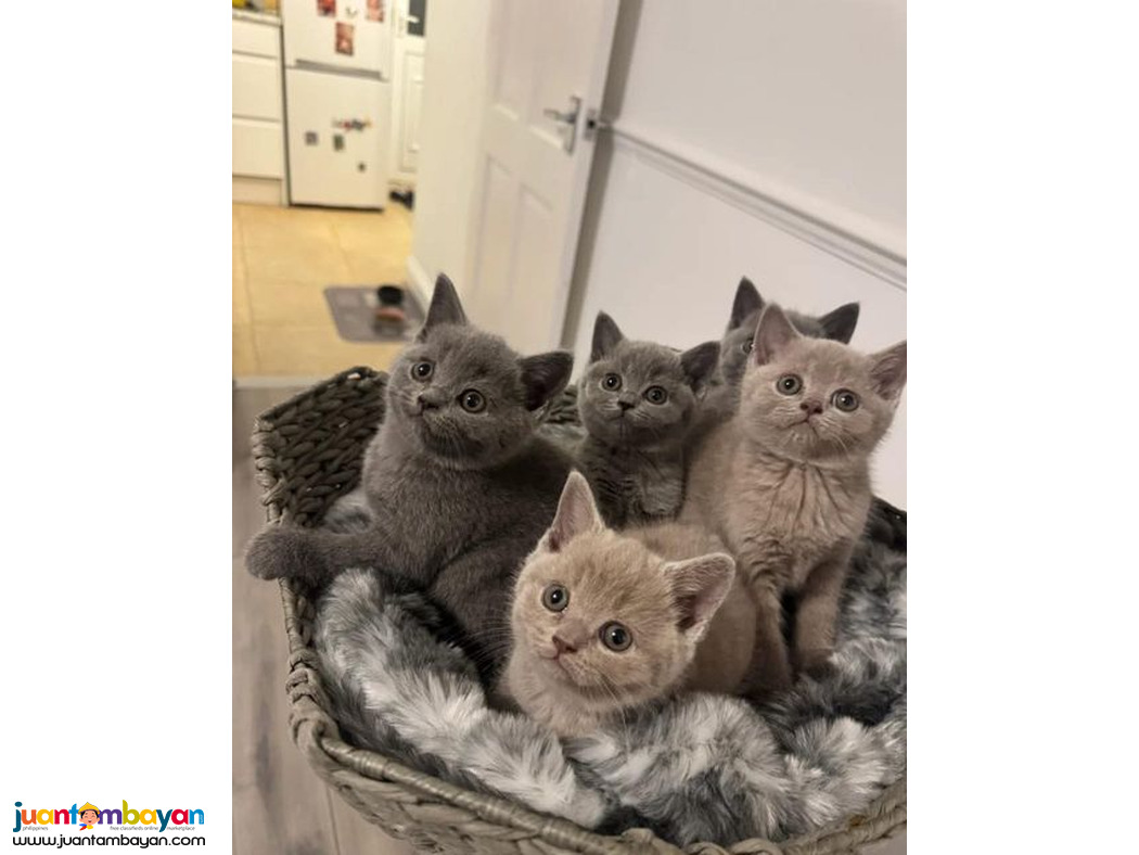 Adopt British Shorthair Kittens