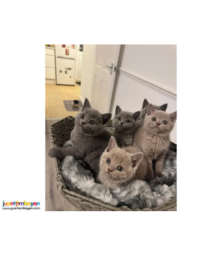 Adopt British Shorthair Kittens