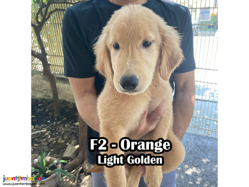 Golden Retriever PCCI Registered